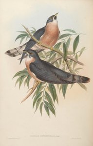 Cuculus hyperythrus = Hierococcyx hyperythrus 作： John Gould